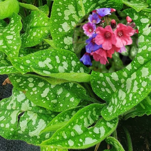 Pulmonaria 'Victorian Brooch' - Kopsurohi 'Victorian Brooch'